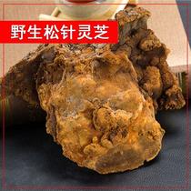Wild mulberry yellow wild pine needle stroma pine tree mulberry yellow original ecology wild mulberry yellow pine needle Ganoderma lucidum