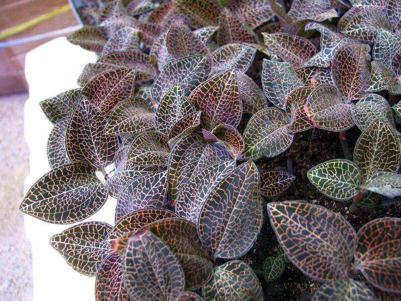 渐渐的,大概由于金线草的珍稀,以及其叶片生长过程中从包拢到张开与