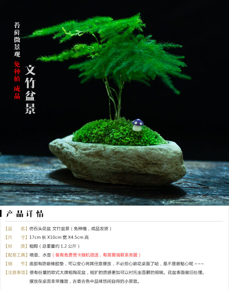 日式文竹植物盆栽苔藓微缩景观微型盆景生态桌面盆栽茶宠礼物茶道
