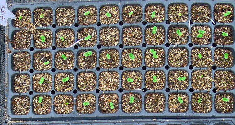 英国tm进口花卉种子 庭院花卉 重瓣蜀葵 混色四组合可