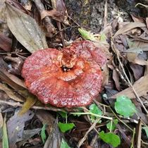 Guizhou wild red Ganoderma lucidum pure natural pruned blood Ganoderma lucidum can be sliced ​​250g dry red Ganoderma lucidum soaked in wine