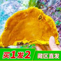 Mulberry mulberry yellow wild special grade 250g natural golden edge can be cut into pieces and powdered 500g Tibetan mulberry yellow fungus