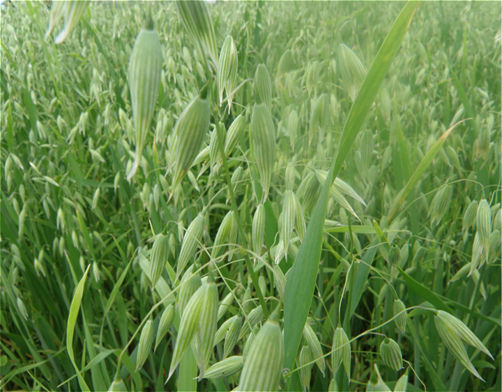 燕麦米东北优质燕麦仁野麦雀麦燕麦粒胚芽莜麦五谷杂粮6斤装包邮