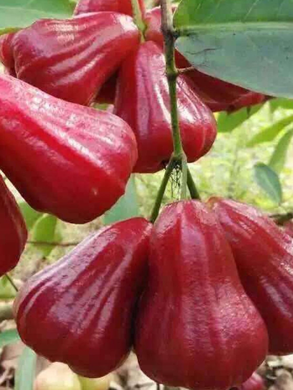 满堂绿新鲜三亚黑金钢一级牛奶莲雾