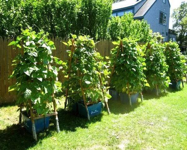 爬藤生长的9种蔬菜,种几盆就不用买菜了