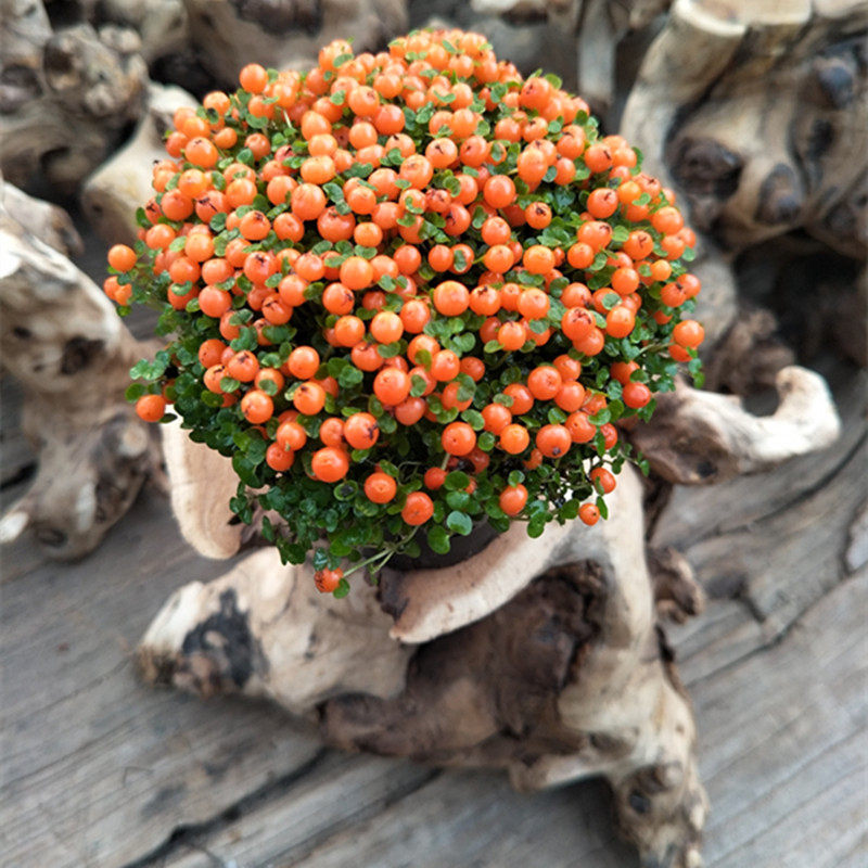 珍珠橙盆栽可爱多肉植物红果薄柱草珊瑚念珠花绿植花卉防辐射_不打折