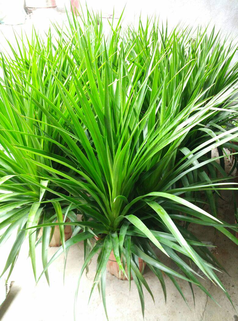 龙须树 龙铁树 多头龙血树 室内客厅大型盆栽 绿植盆景 净化空气