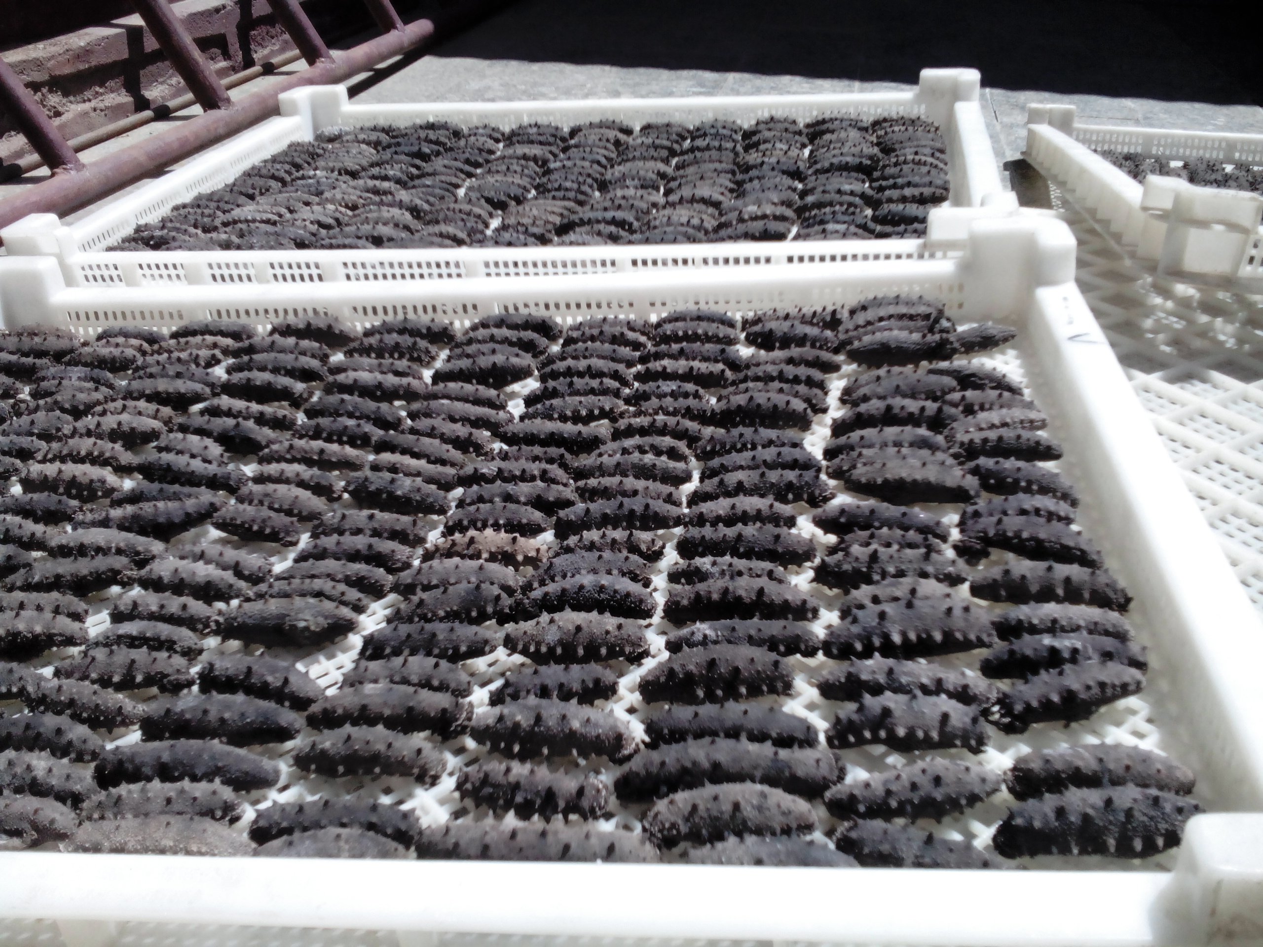 海参 生长环境 海水 生长方式 野生 净重 500g 【不是烘烤是自然晾晒