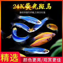 Fluorescent Zebra Fish Red Blue With Zebra Cold Water Small Tropical Fish Fluorescent Medaka Fish Night Pearl Ornamental Fish Living