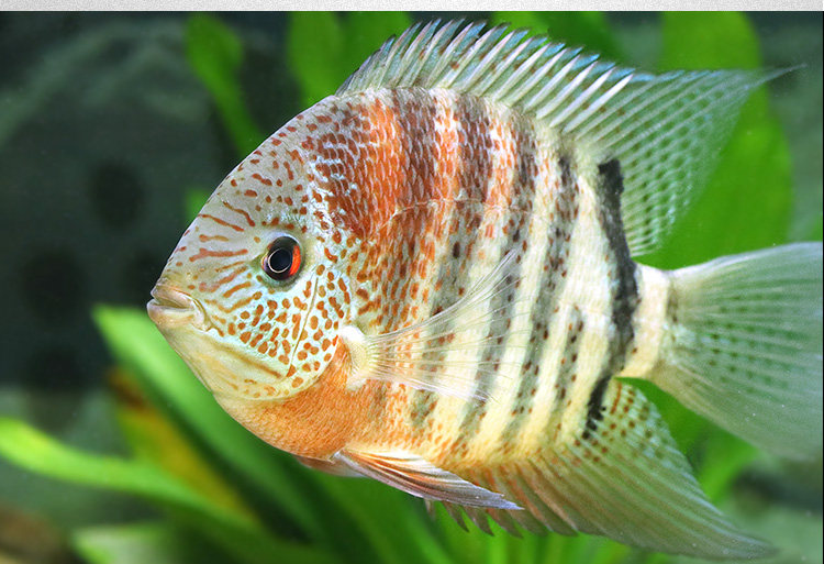 喷点菠萝鱼黄金菠萝鱼钻石菠萝鱼红肩绿菠萝鱼中大型热带鱼观赏鱼