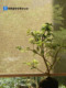 TACHIKAWA, JAPLY 수입 고급 Hefeng 거실 티룸, 대마 롤러 블라인드, 가시 파티션 커튼 TACHIKAWA, JAPLY 수입 고급 Hefeng 거실 티룸, 대마 롤러 블라인드, 가시 파티션 커튼