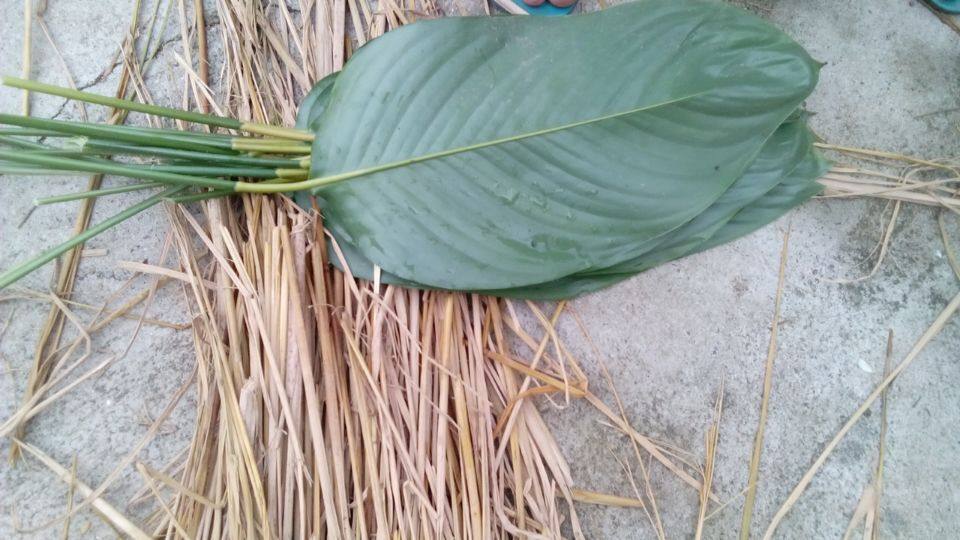 预售广西新鲜冬叶 粽叶 裹蒸粽 大粽叶 一件50张送够用草绳 缺货