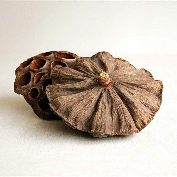 荷花干莲蓬壳 莲房 莲壳植物枯莲蓬拍摄道具中药材两用250g包邮