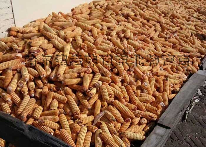 东北农家自产玉米碴子大苞米茬子非转基因玉米碴 5斤包邮