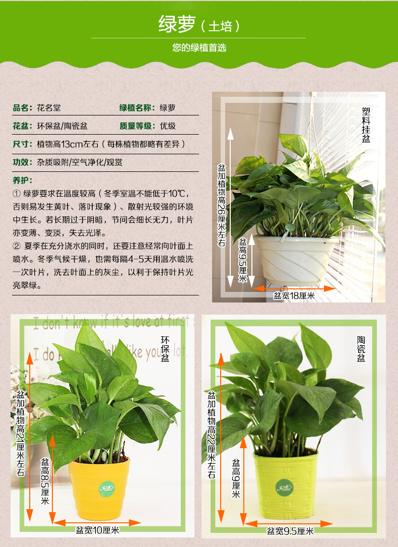 【花名堂旗舰店】花名堂 发财树富贵竹绿植去甲醛 绿萝办公室花卉盆景