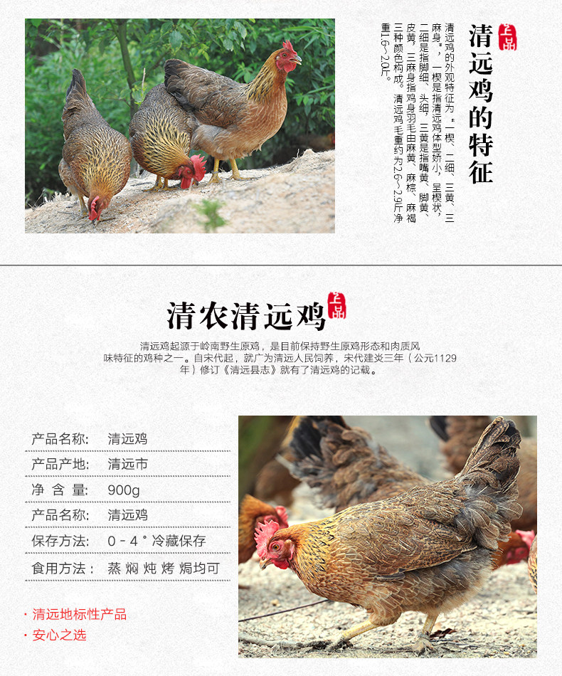 【清农】广东清远鸡散养山林农家土鸡170天散养鸡包邮