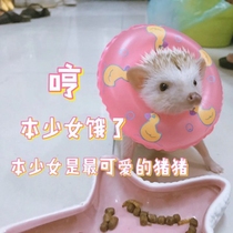 Non-fan hedgehog bathing swimming circle flower-branch mouse swimming toy companion lifebuoy photo cute consumables