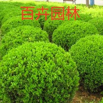 Courtyard green hedge plant shape tree leafy poplar seedlings yellow poplar ball bonsai four seasons long green winter seedlings