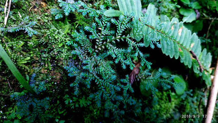 细叶卷柏迷你小型微景观植物喜阴室内绿植花卉水陆生态雨林造景