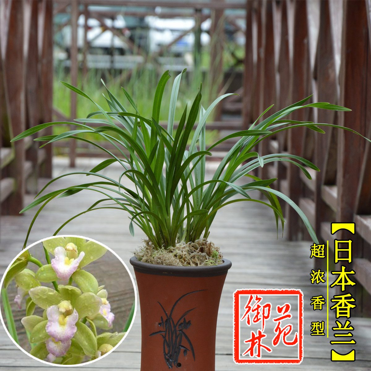 兰花苗洋兰日本香兰樱花花卉室内盆景绿植盆栽花季带花苞包邮_7折现价