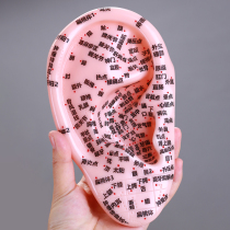Multi Acupoint Ear Model Ear Reflex Zone Massage Acupoint High-definition 18 cm Large Ear Bean Massage Ear Acupuncture Area