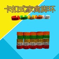 Snap-on poultry foot ring chicken foot ring chicken mark ring poultry identification ring breeding equipment animal husbandry supplies