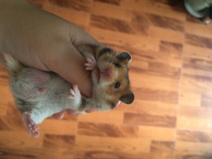 熊类仓鼠 - 闲鱼.淘宝二手