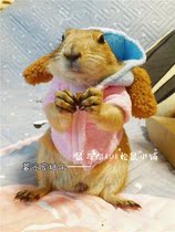 Black-tailed Groundhog Pet Groundhog Small Clothes Photos Cute A variety of optional pet small clothes can be customized
