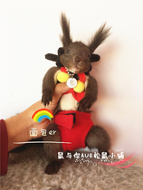 Squirrel supplies honey-like lidger to prevent messy squirrel diapers original squirrel diaper size adjustable