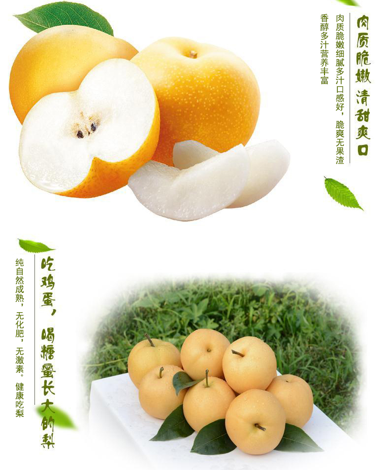 万润丰羊脂秋香梨水果当季新鲜梨山东羊脂秋月梨11粒5