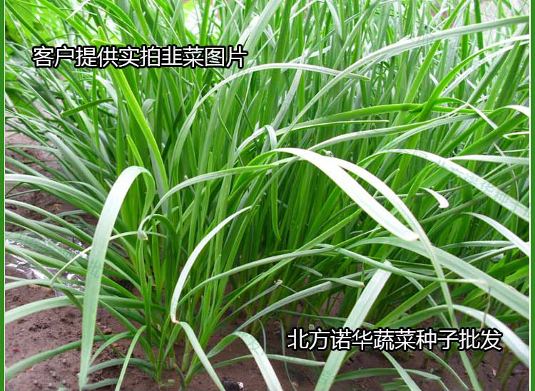 老品种细叶韭菜种子 多年生韭菜种子四季播包邮 阳台盆栽可留种子