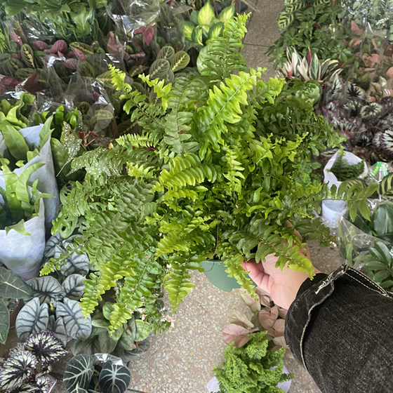 Boston fern potted plants indoor purified air green plants viewing leaves balcony garden formaldehyde absorption to prevent radiation fern plants
Boston fern potted plants indoor purified air green plants viewing leaves balcony garden formaldehyde absorption to prevent radiation fern plants