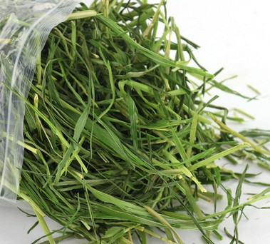 2016年新品特级烘烤燕麦草 热风烘干手工挑拣全绿兔兔龙猫500克装