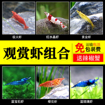Ornamental shrimp Live pet shrimp Crystal shrimp Cherry Blossom Golden back rice shrimp Freshwater Yamato black shell tool Algae shrimp package
