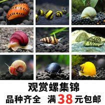 Black diamond snail Abalone snail Ornamental snail Eat shit snail Gold snail Fresh water clean eat algae snail Water snail clean fish tank