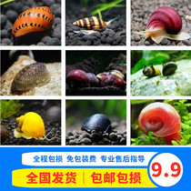 Malay snail Ornamental snail Golden snail Oversized freshwater cleaning Abalone snail Apple snail Water snail cleaning fish tank