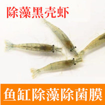 Black shell shrimp cold water cleaning garbage algae removal Extreme fire Ornamental shrimp grass tank Aquarium fish tank landscaping Turtle feed live