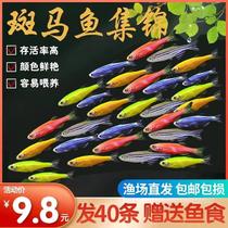 Viviparous fish Mary fish ball fish easy to maintain and durable ornamental fish live and easy to reproduce small tropical fish Mickey