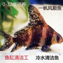 Rouge fry smooth sailing fish fresh water cold water easy to maintain scavenger ornamental fish tank cleaning fish tool fish