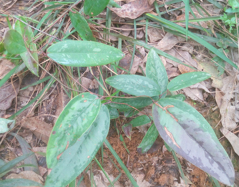 广西容县深山 野生土茯苓苗 带薯块 现挖现发十棵包邮量多可批