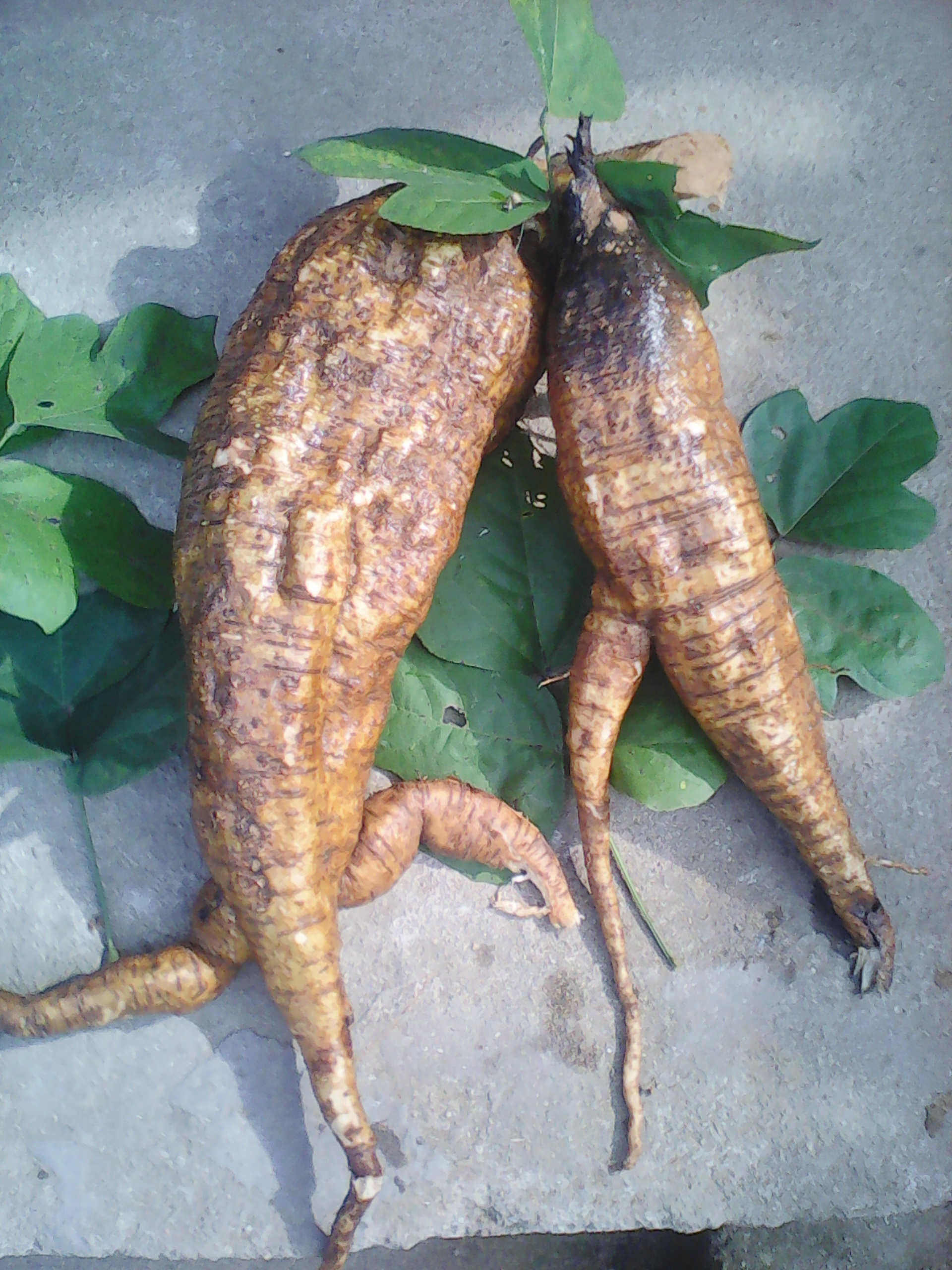广西野生葛根片葛根茶解酒醒酒养胃茶丰富异黄酮降火中药材