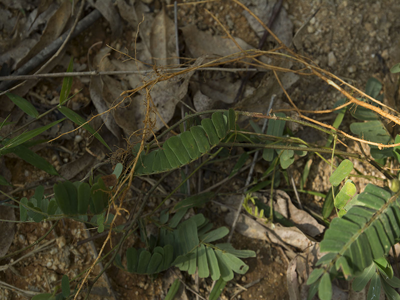 广西野生新鲜中草药鸡骨草黄头草黄仔强大黄草猪腰草 煲汤靓现采