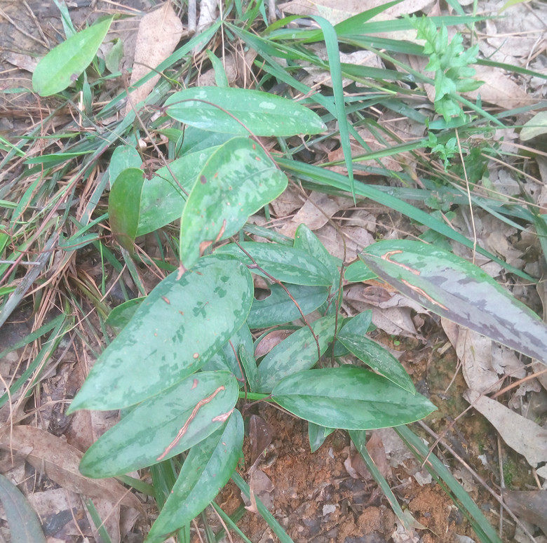 广西容县深山 野生土茯苓苗 带薯块 现挖现发十棵包邮量多可批
