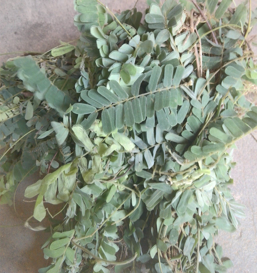 广西野生新鲜中草药鸡骨草黄头草黄仔强大黄草猪腰草