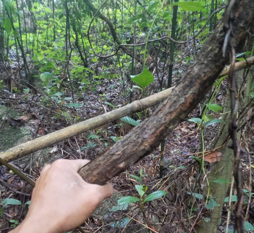 广西深山新鲜藤条 山藤 老藤蔓 大小长短可预定 5块一米
