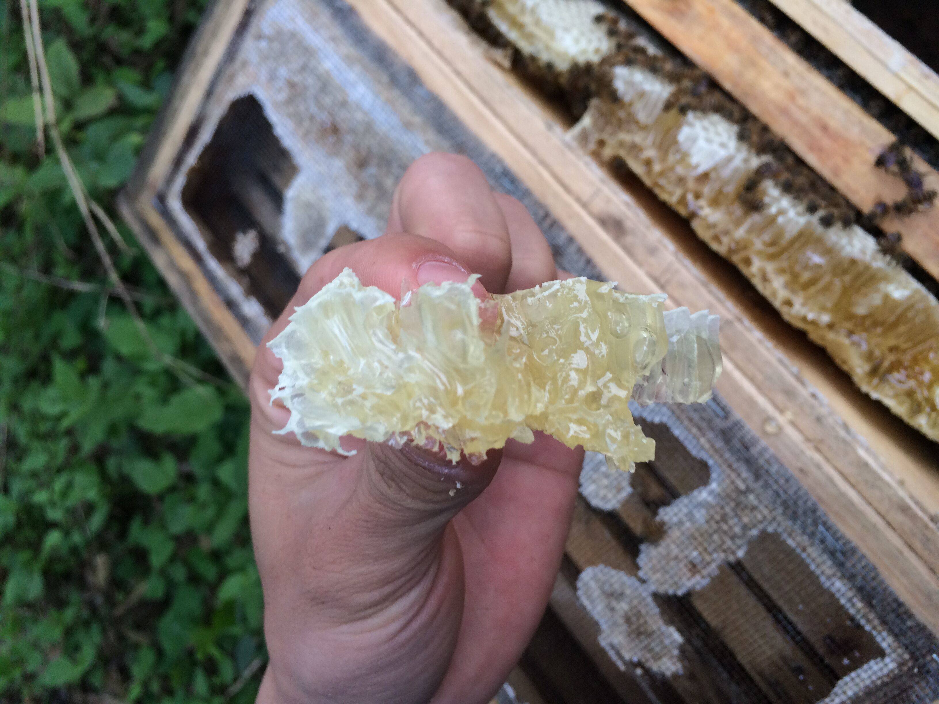 百花蜜 纯天然蜂蜜 农家自产自销土蜂蜜 正宗2016深山野生山花蜜