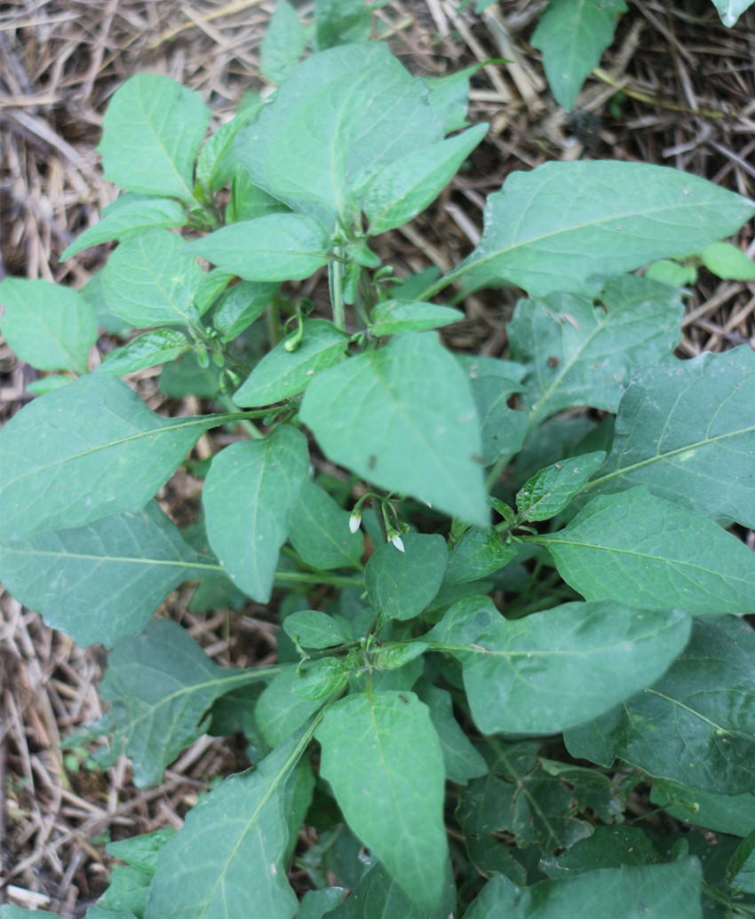 现订现摘新鲜野菜 健康新鲜野生白花菜 新鲜龙葵草叶菜500g