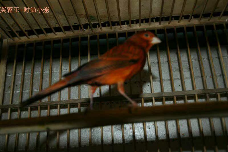 包邮 专业血统正宗纯种扬州黄金丝雀芙蓉鸟繁殖贵族鸟 玉鸟蜜鸟