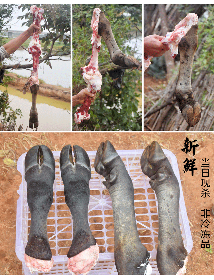 【江西散养黄牛】黄牛牛脚牛蹄牛蹄子牛掌现杀新鲜手工去毛黄牛脚_7折