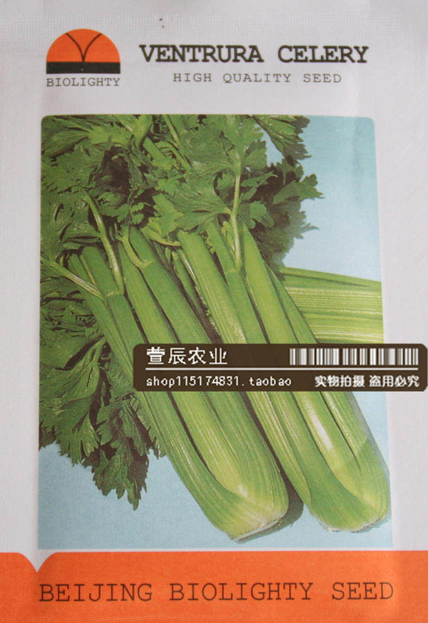 美国进口芹菜种子 文图拉西芹种子 寿光蔬菜种子 高产抗病耐运
